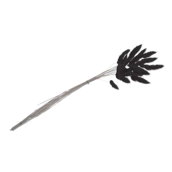 BOUQUET 25 TIGES LAGURUS NOIR 50-60CM